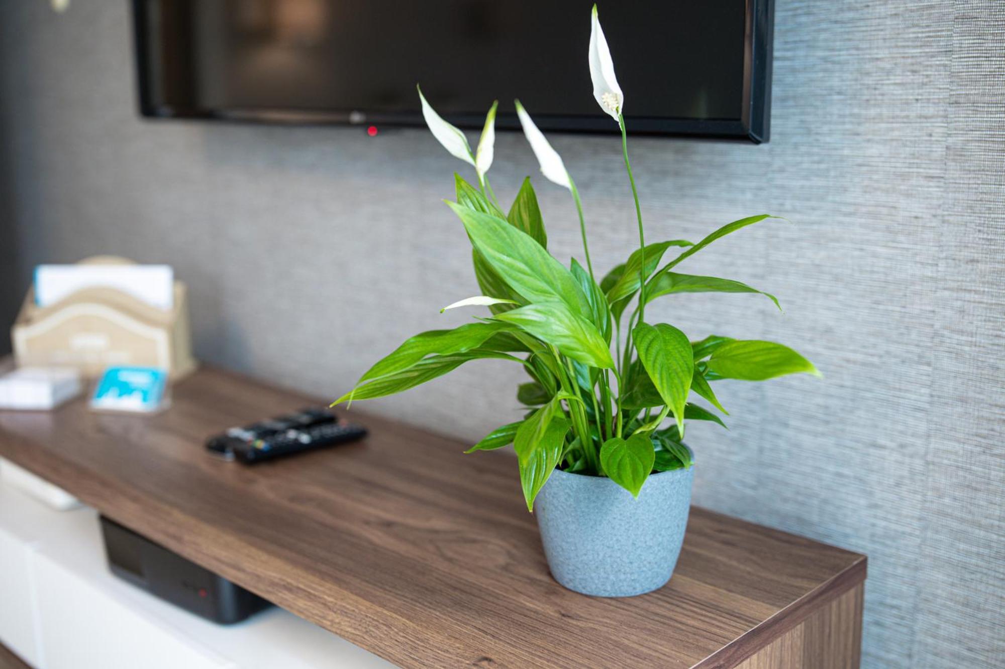 Lm Apartamenty Narutowicza Kamienica Nova 2-3 Szczecin Ngoại thất bức ảnh